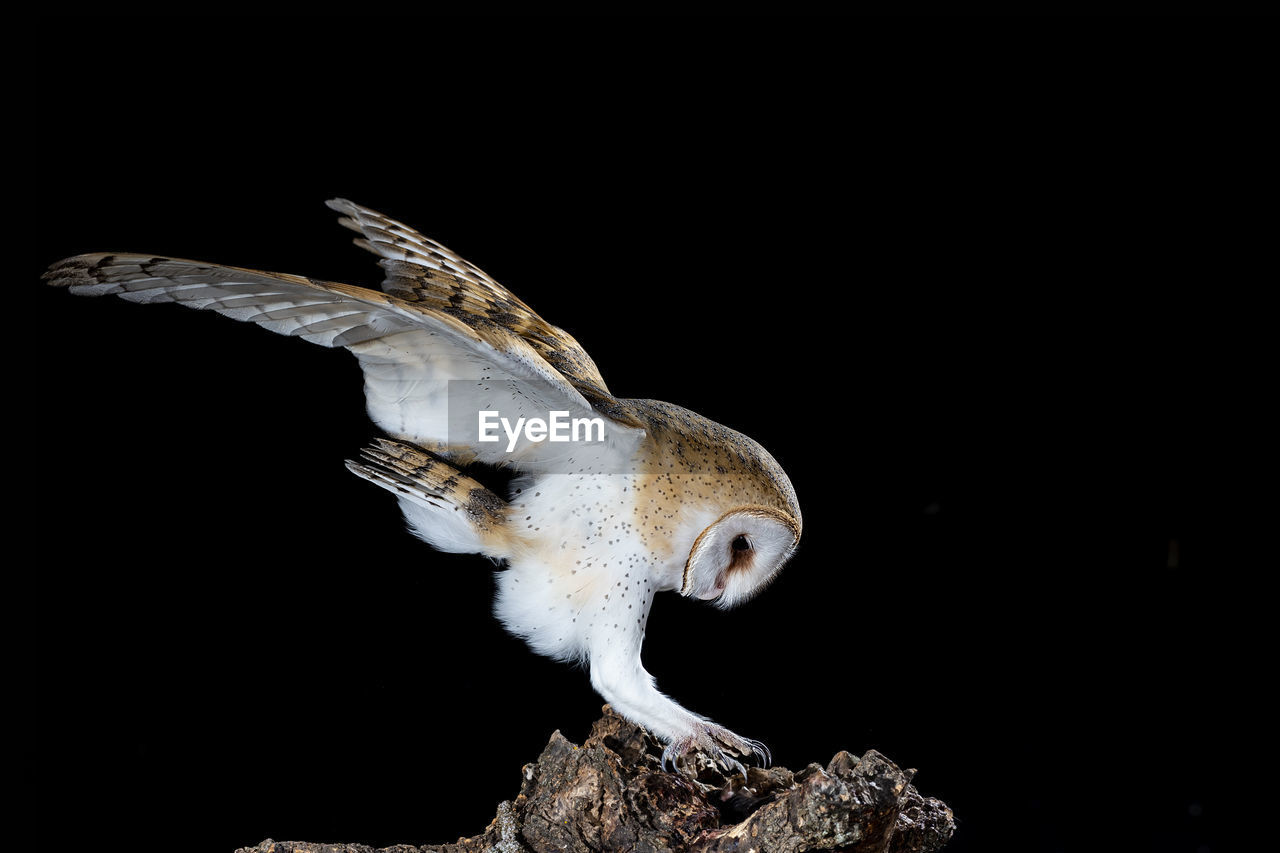 CLOSE-UP OF A BIRD FLYING AGAINST BLACK BACKGROUND