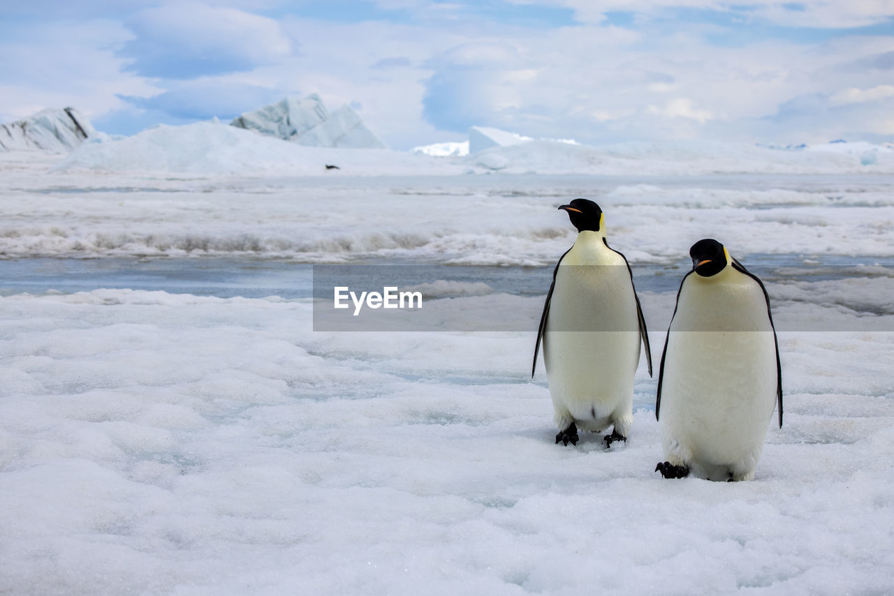 Pair of emperor penguins isolated in front of snowy landscape in antarctica