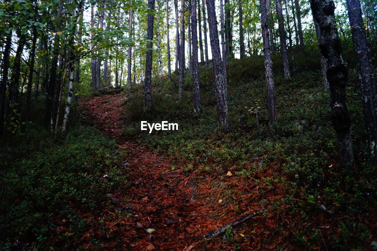 VIEW OF TREES IN FOREST