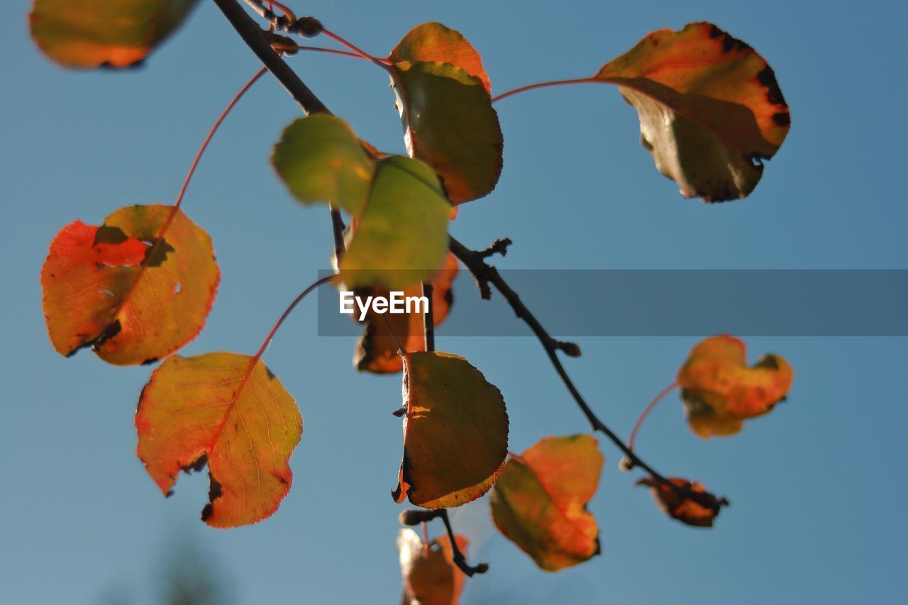 Low angle view of plants against sky