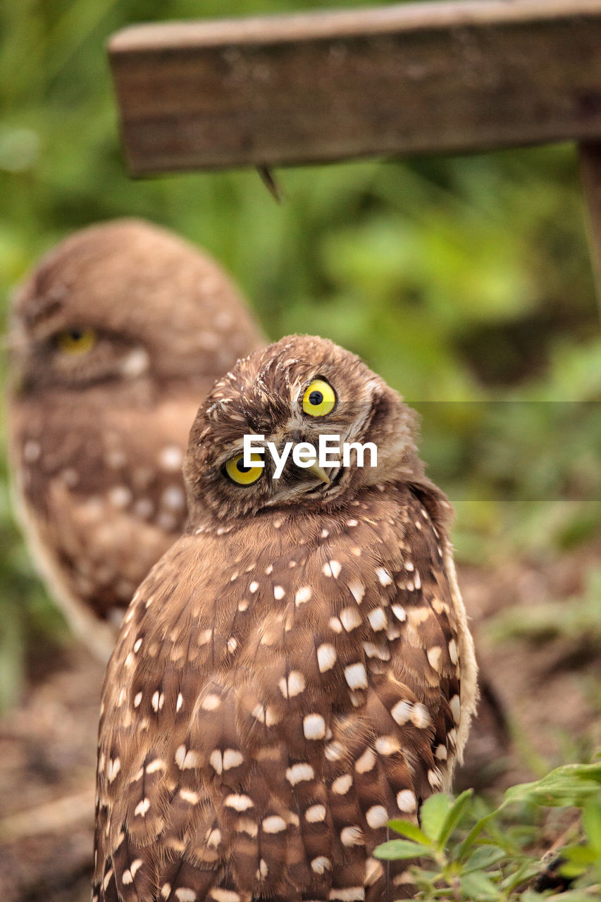 Burrowing owl perching on field