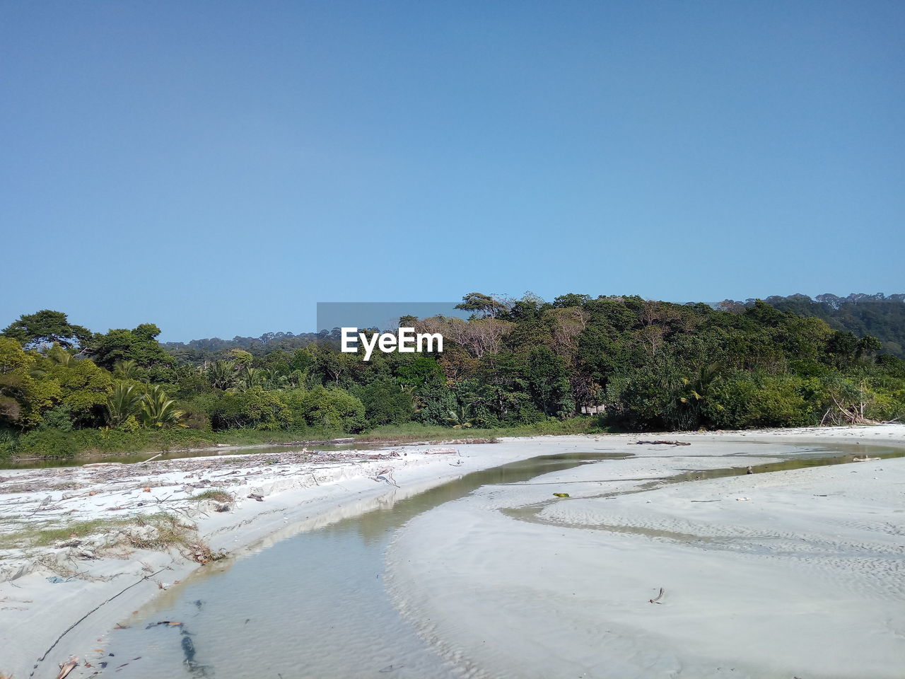 SCENIC VIEW OF TREES AGAINST CLEAR SKY