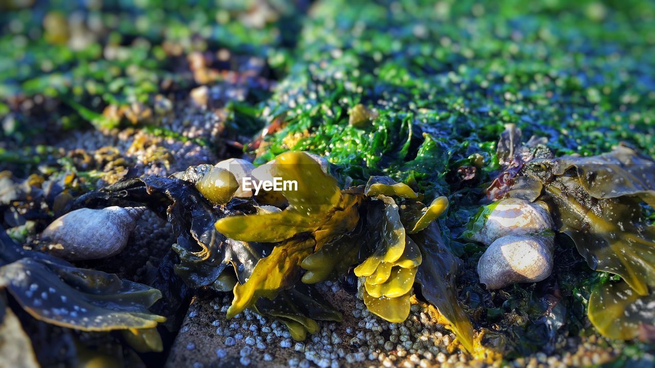 Close-up of seashells and seaweed on rock