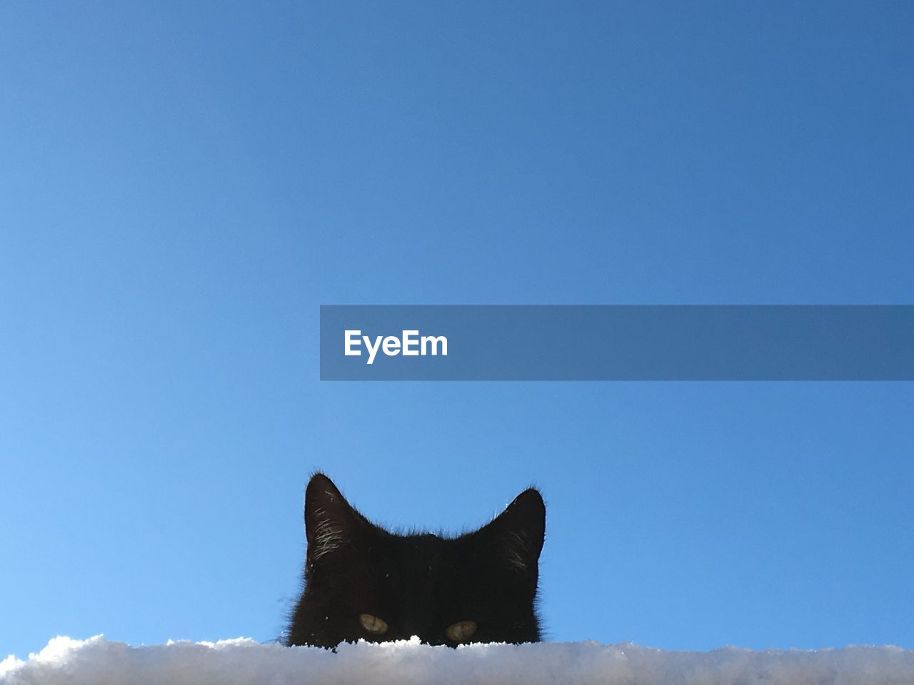 BLACK CAT LOOKING AT BLUE SKY