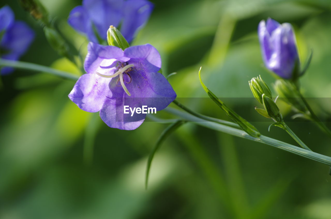 Close-up of purple flowering plant