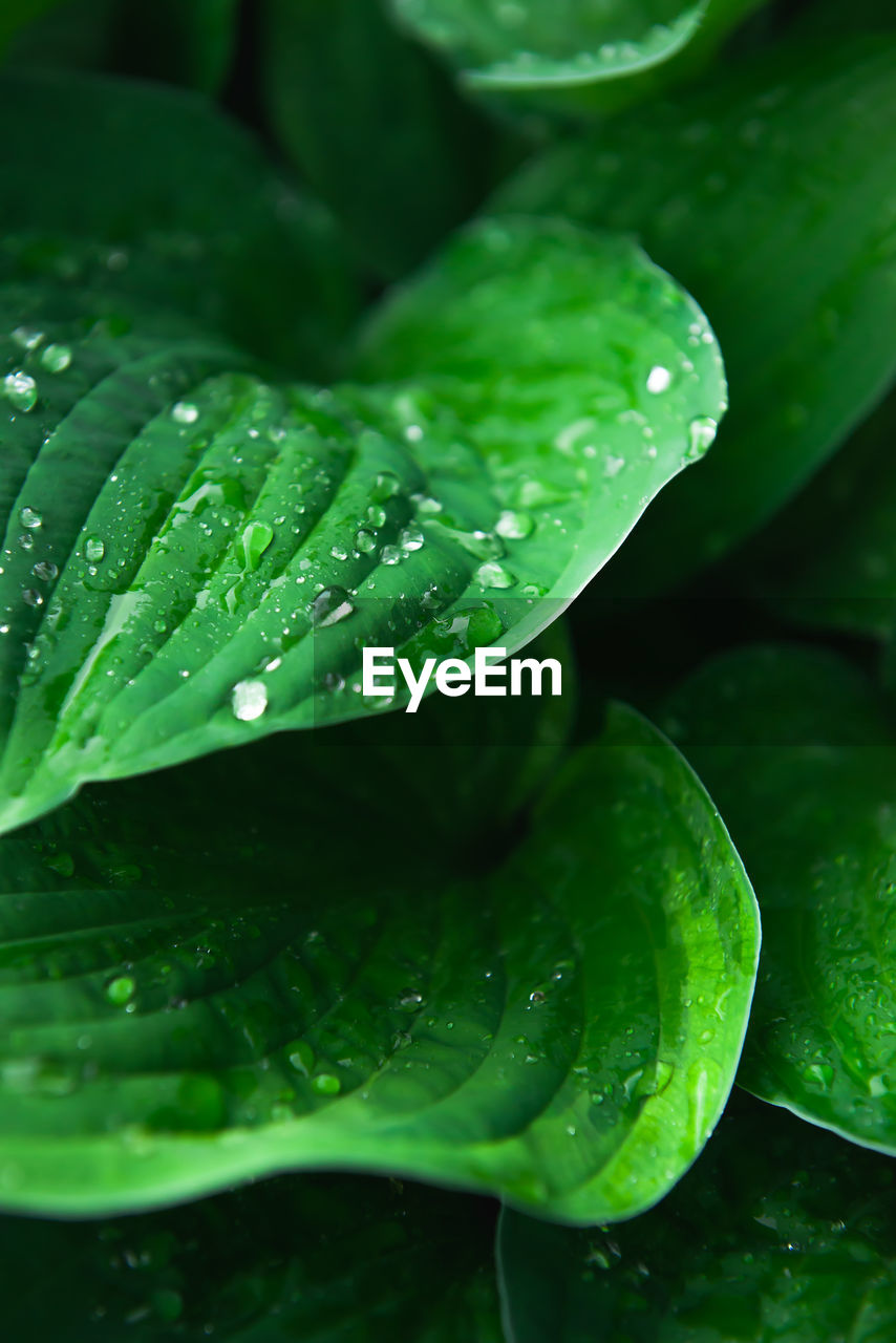 green, leaf, plant part, water, drop, freshness, wet, plant, macro photography, nature, close-up, food and drink, growth, no people, food, dew, beauty in nature, flower, healthy eating, wellbeing, moisture, vegetable, outdoors, petal, rain, organic, raindrop, selective focus, backgrounds