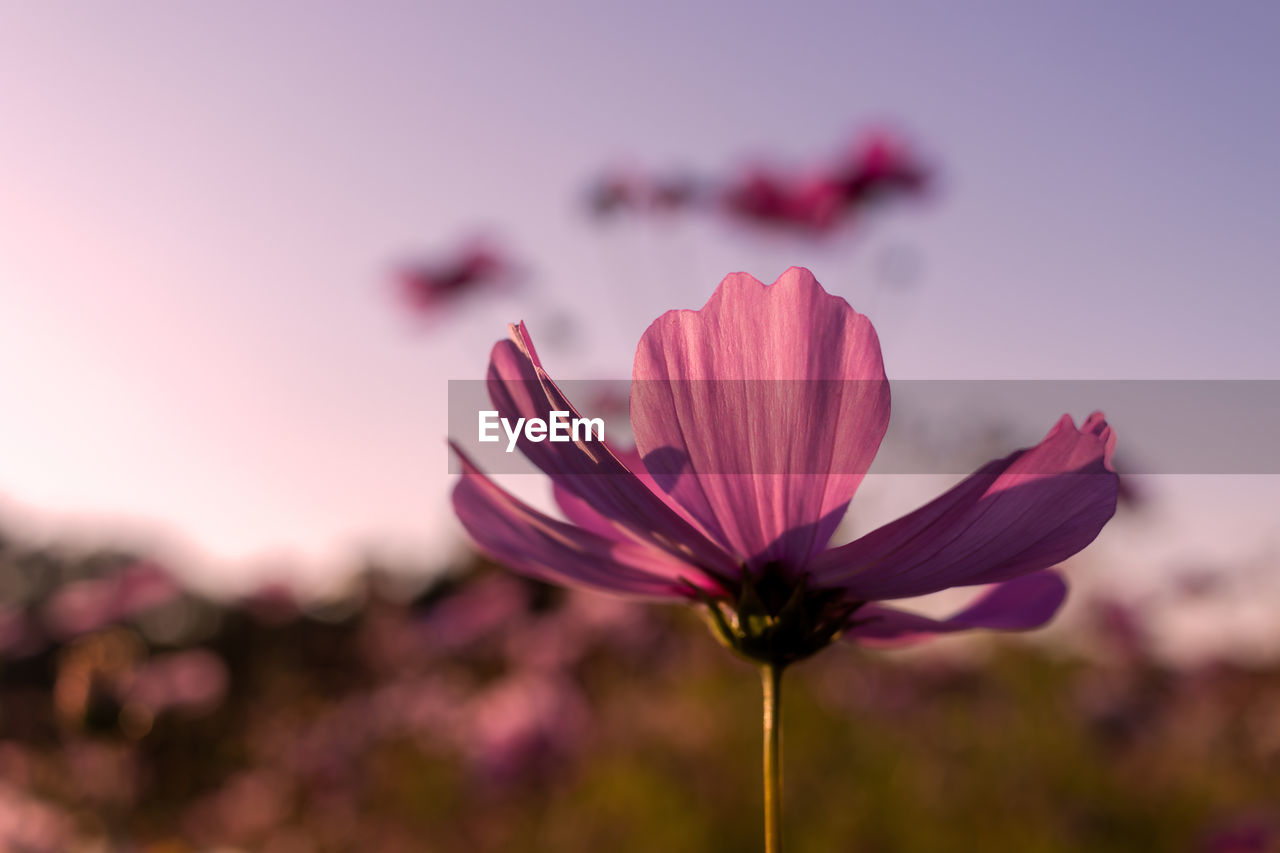 flower, flowering plant, plant, freshness, beauty in nature, nature, pink, close-up, blossom, sky, fragility, no people, focus on foreground, purple, macro photography, flower head, petal, inflorescence, garden cosmos, growth, landscape, outdoors, environment, magenta, springtime, tranquility, sunset, selective focus, cosmos, summer, multi colored, copy space, botany, sunlight, vibrant color, scenics - nature