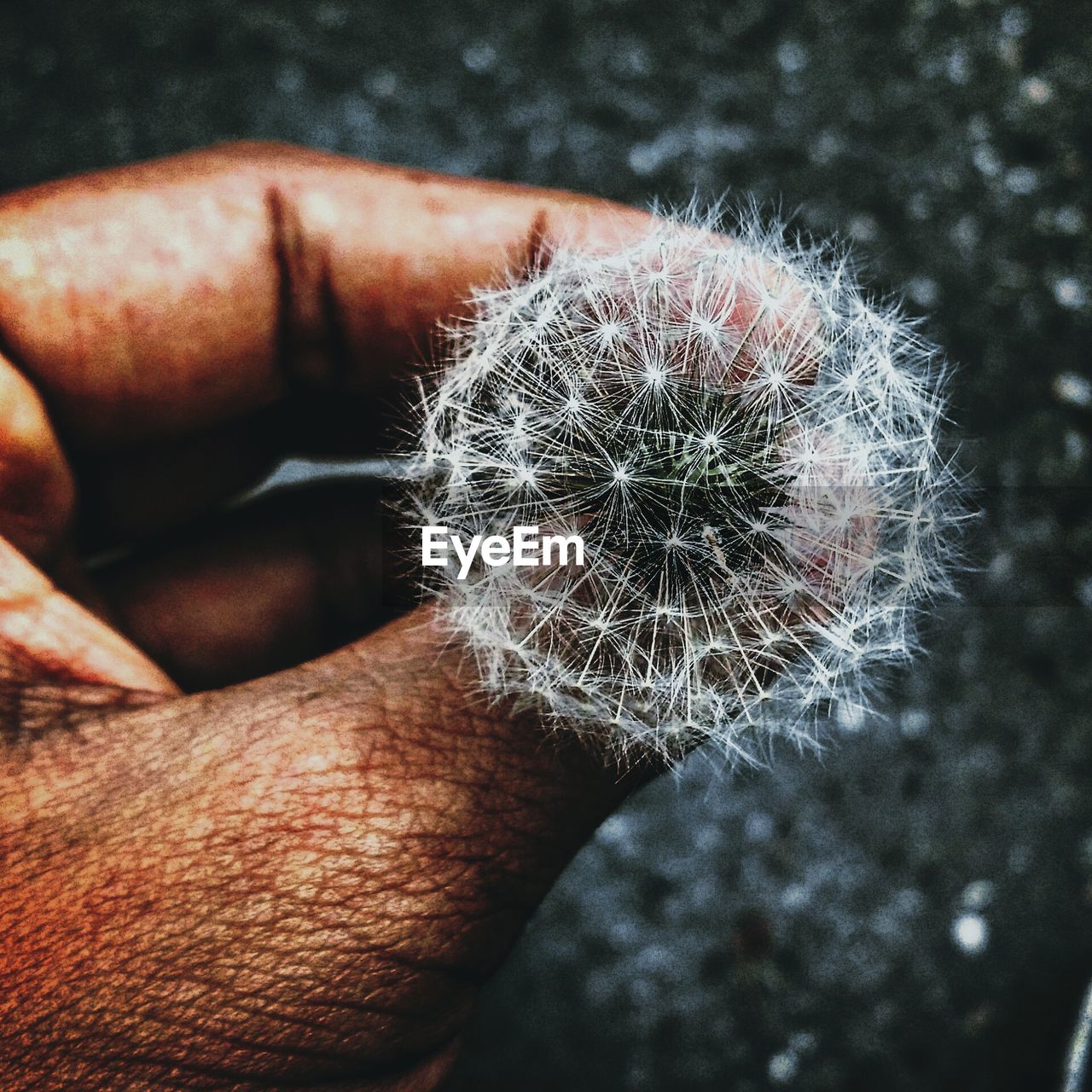 Cropped image of hand holding dandelion seed