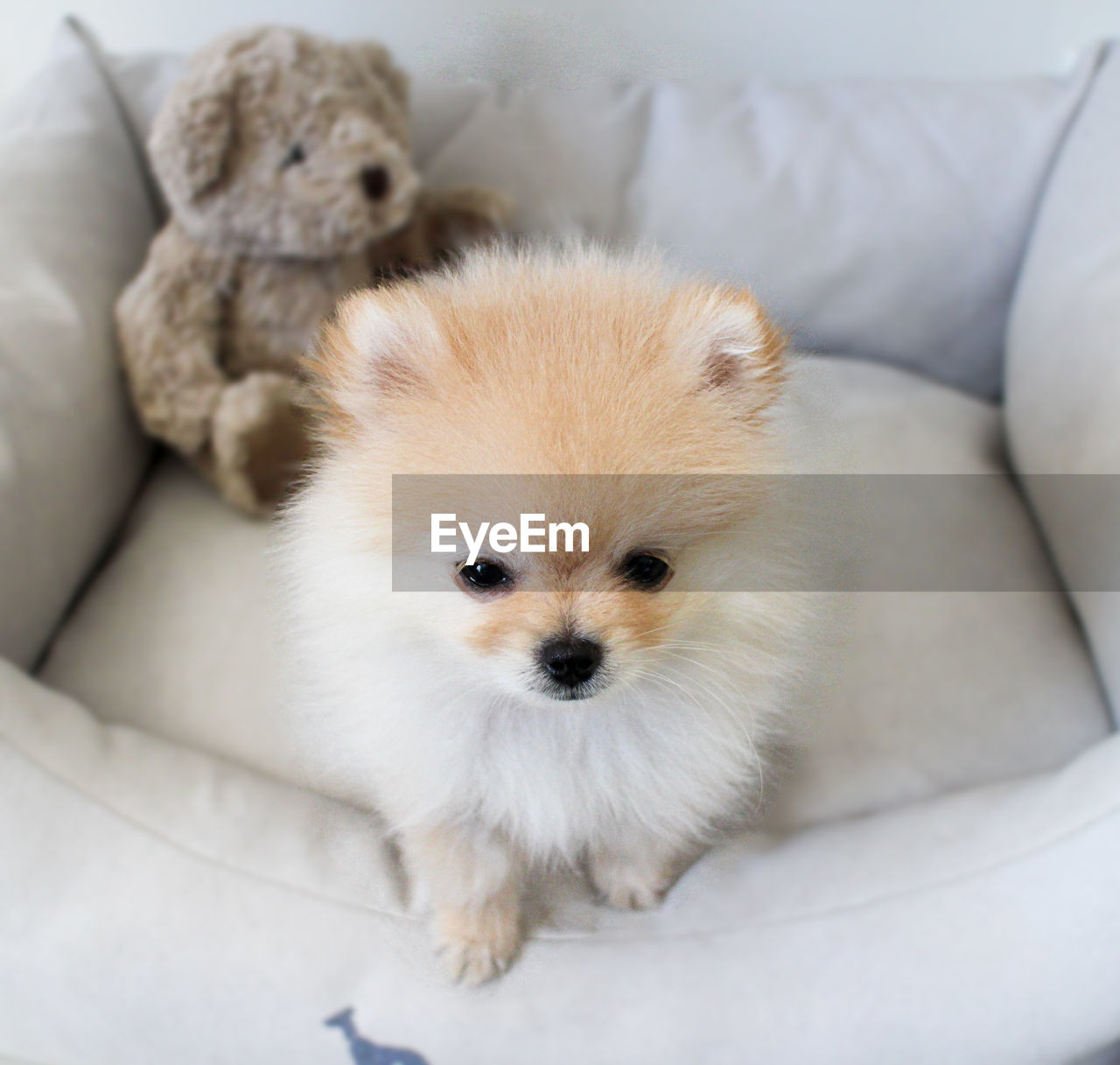 High angle view of puppy sitting on sofa at home