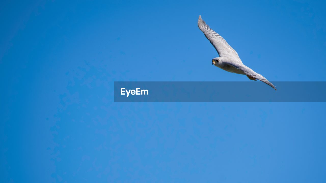 Low angle view of grey falcon flying against clear blue sky