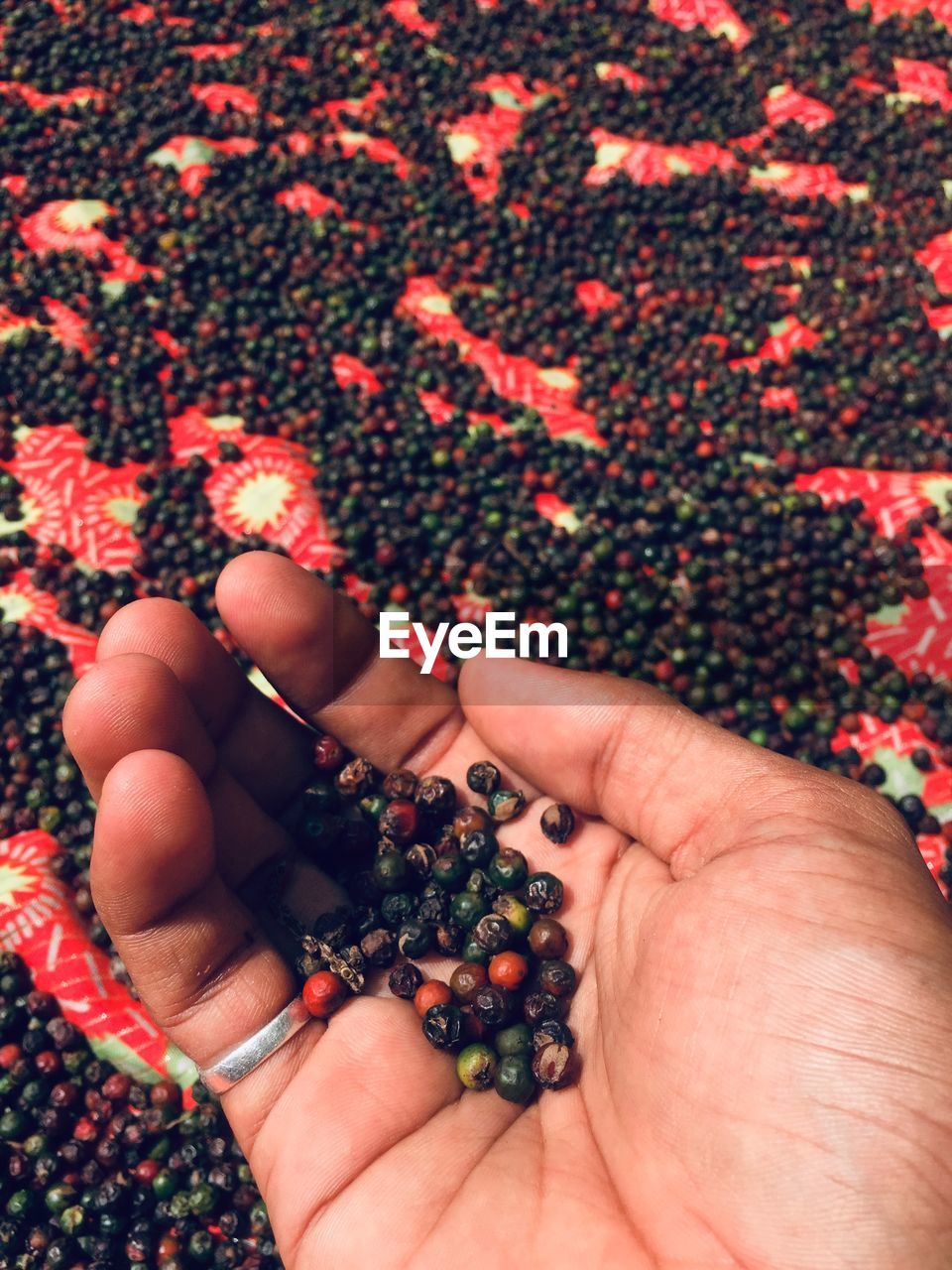 cropped hand of person holding small plant