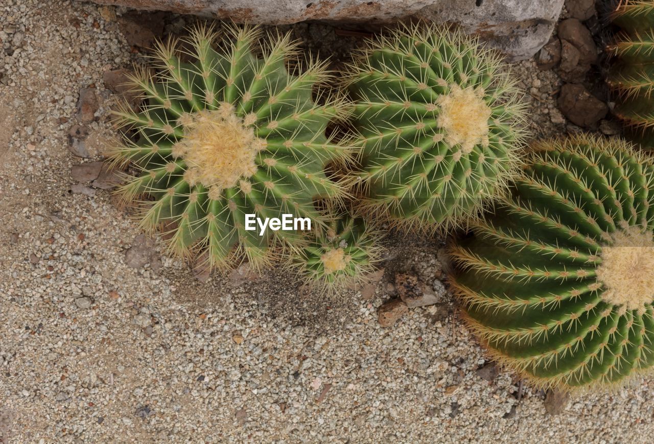 HIGH ANGLE VIEW OF CACTUS