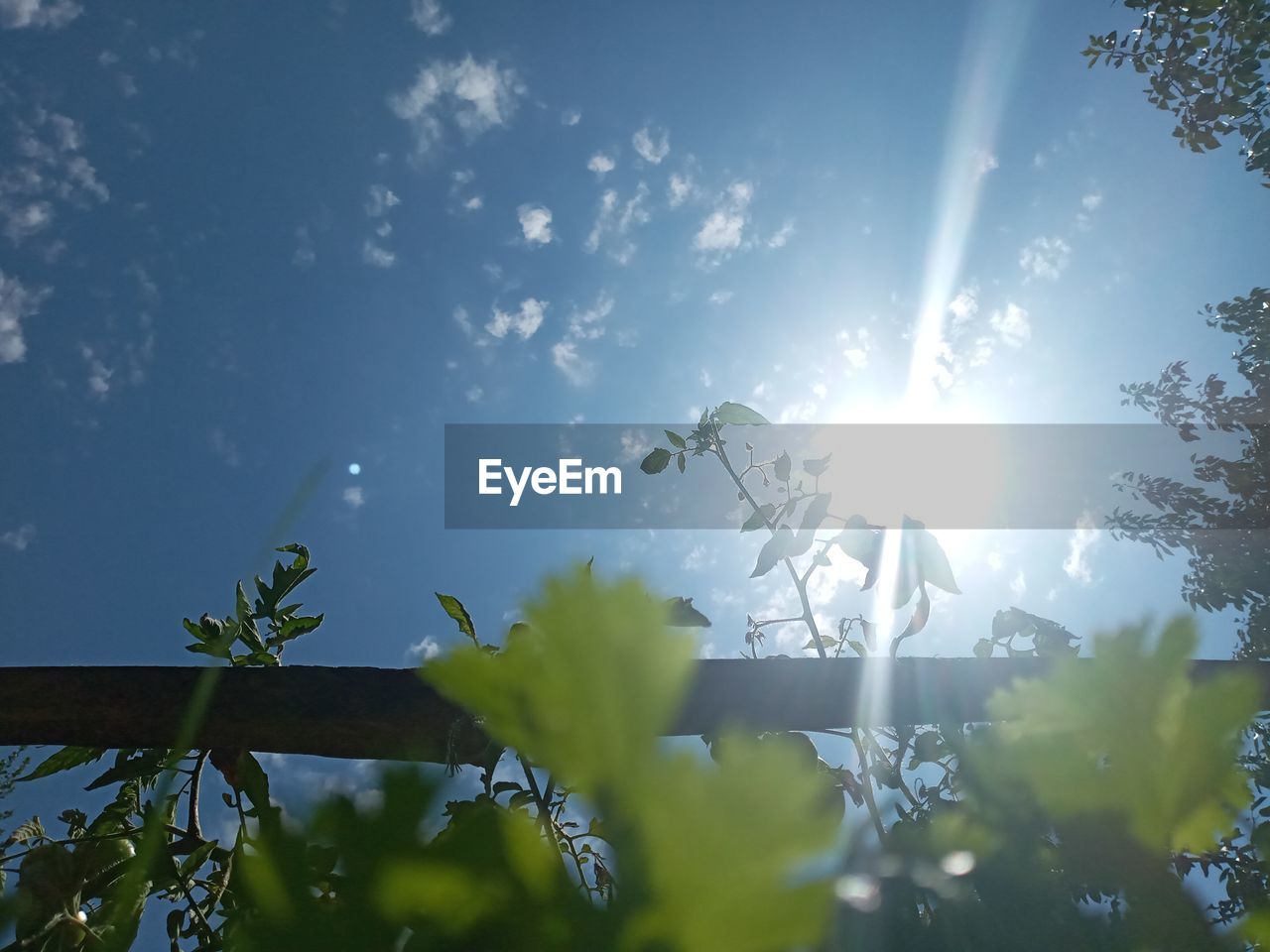 LOW ANGLE VIEW OF FLOWERING PLANT AGAINST BRIGHT SUN