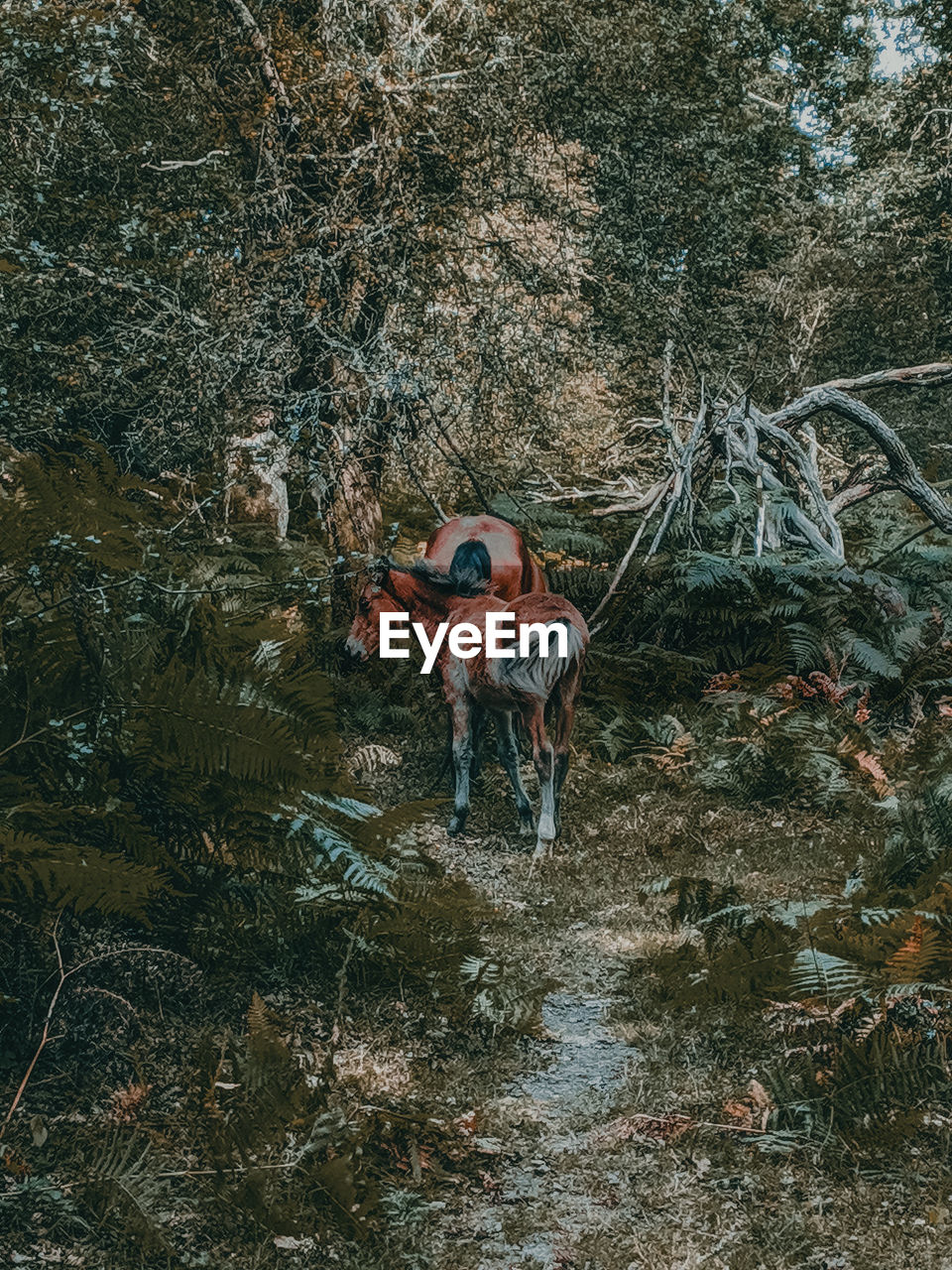 Horses  standing in forest