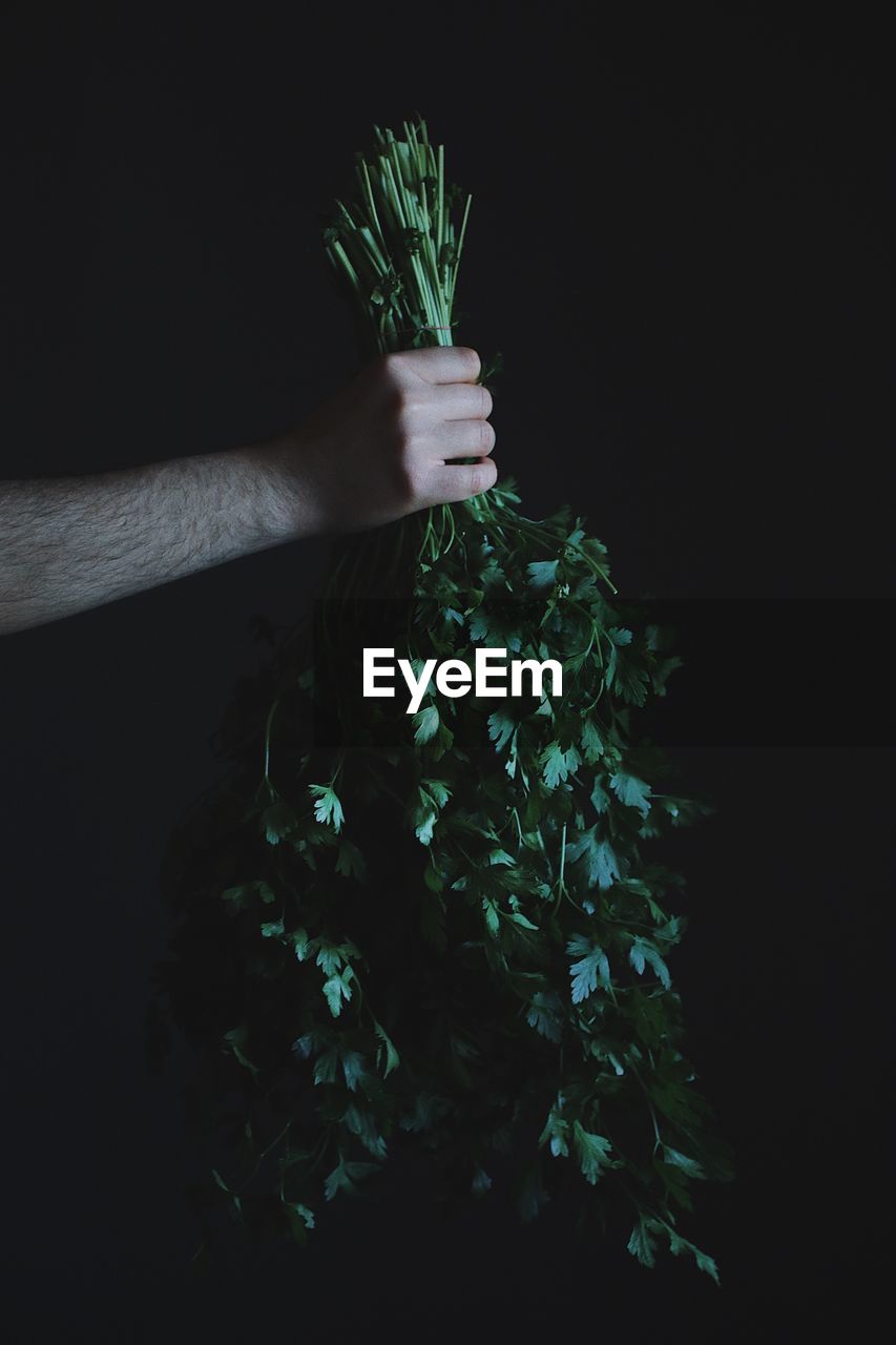 Person holding plant against black background