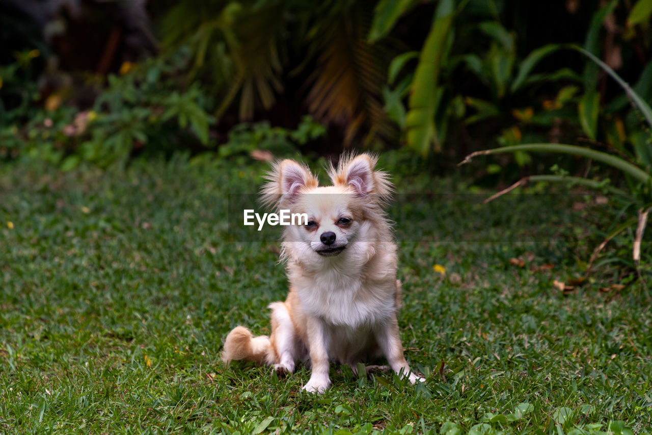 Smiling pomeranian chihuahua mix in a green yard in florida.