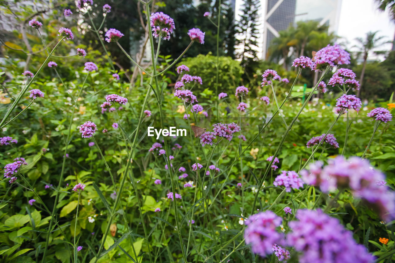 PURPLE FLOWERING PLANTS ON FIELD