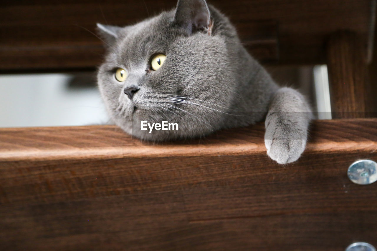 British shorthair cat watching through brown steps of stairs