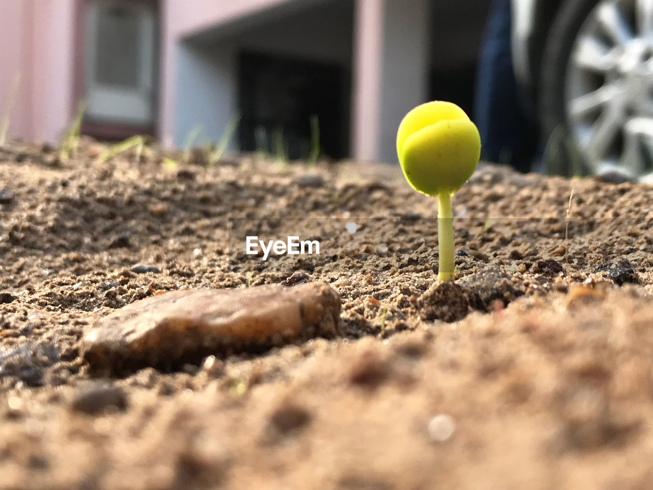 SURFACE LEVEL OF YELLOW BALL ON LAND