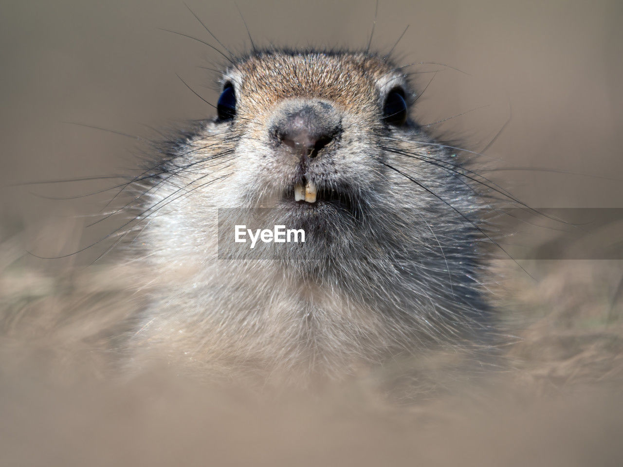 animal, animal themes, whiskers, one animal, animal wildlife, mammal, close-up, wildlife, portrait, no people, looking at camera, rodent, animal body part, squirrel, animal hair, animal head, nature, cute, outdoors, prairie dog, macro photography, front view