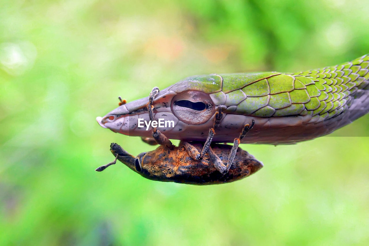 Close-up of insect on leaf