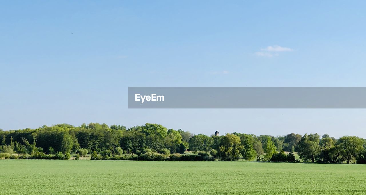 Scenic view of field against clear sky