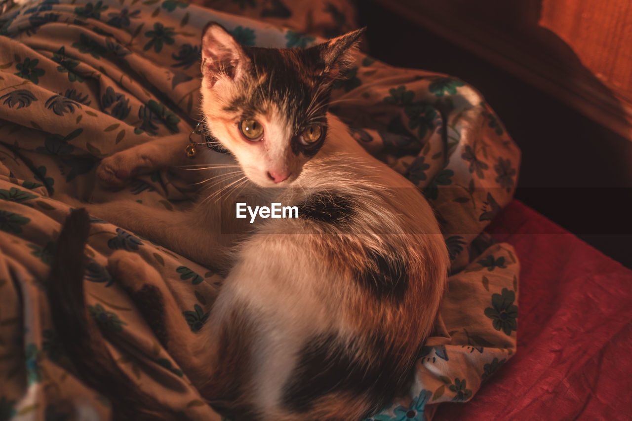 HIGH ANGLE VIEW OF CAT RELAXING ON BED