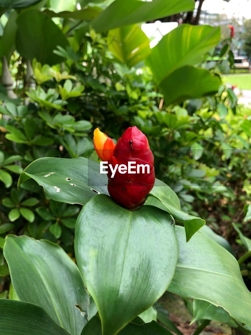 CLOSE-UP OF RED FLOWER