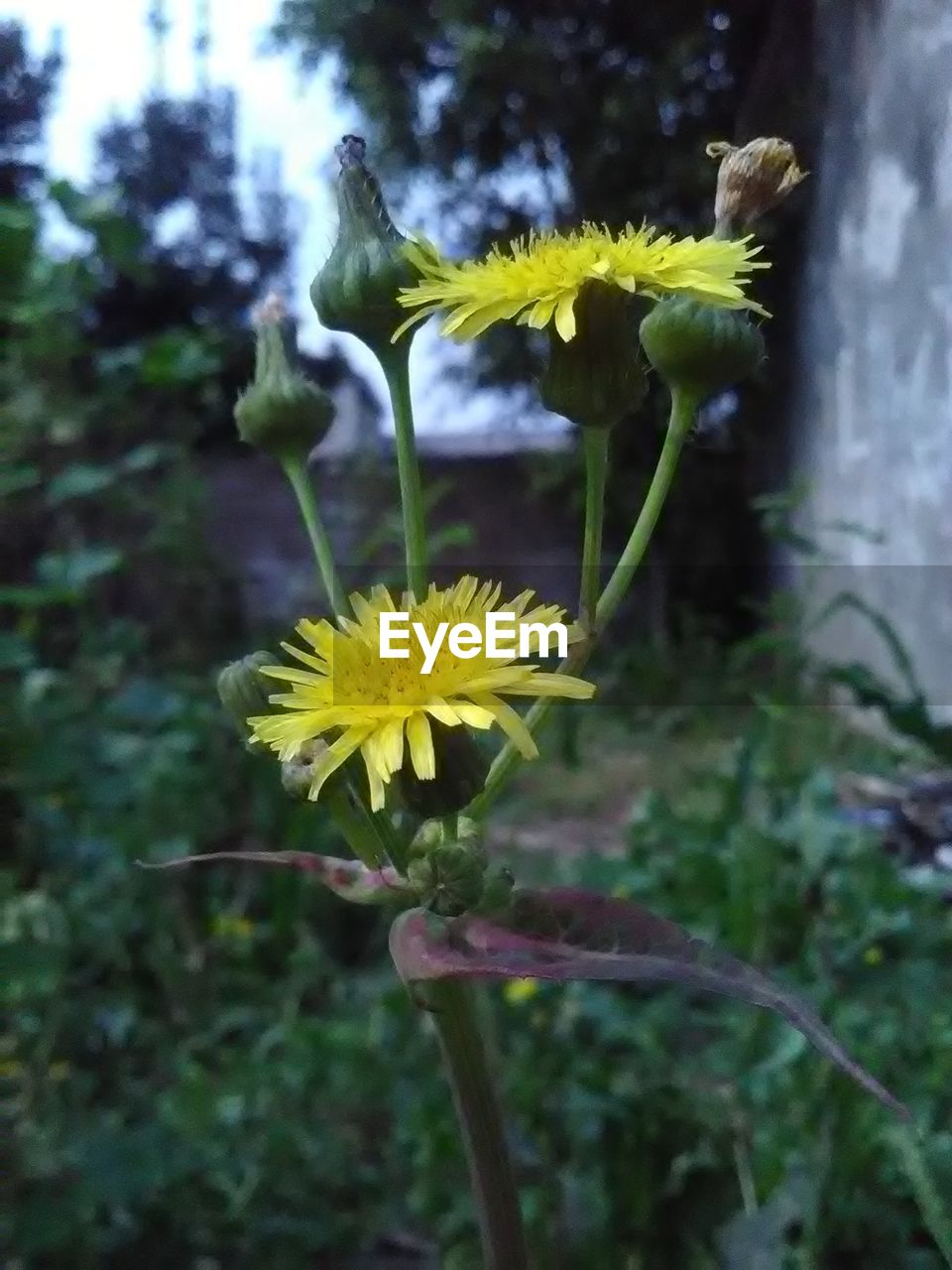 CLOSE-UP OF YELLOW FLOWERS