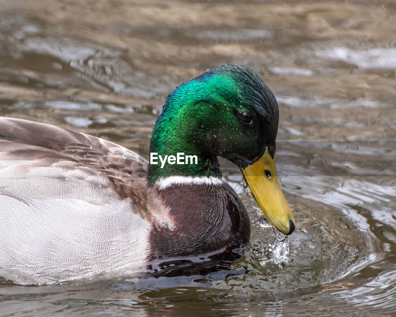 CLOSE-UP OF A MALLARD DUCK