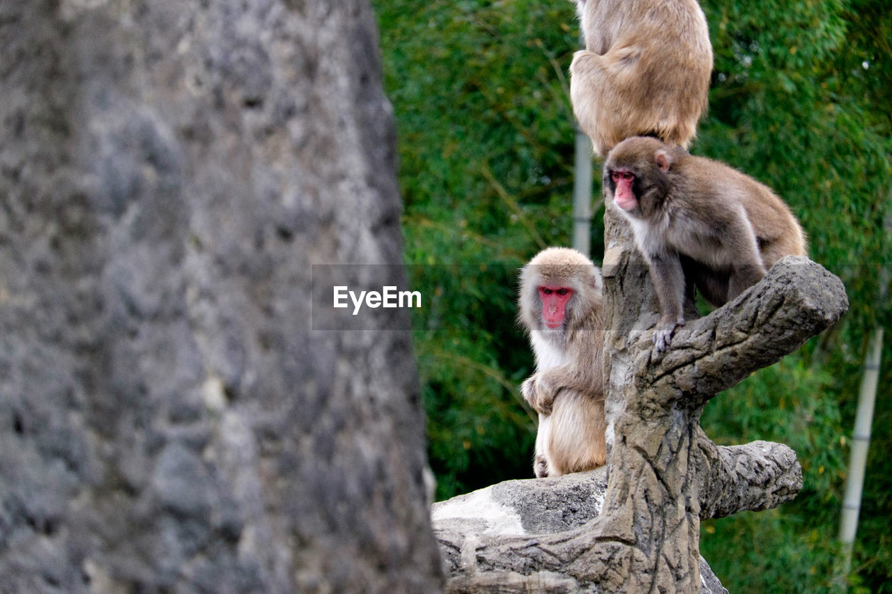 Monkeys on tree at zoo