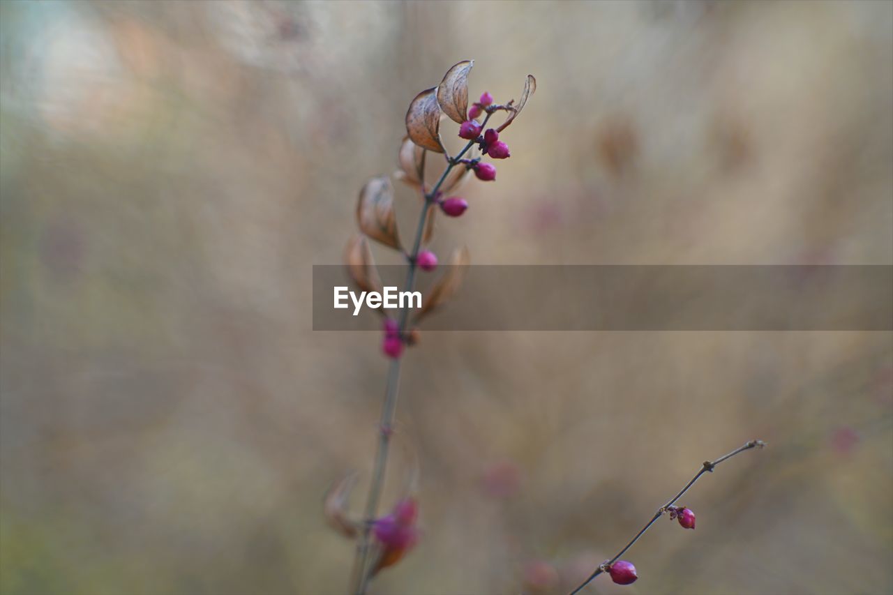 plant, flower, flowering plant, beauty in nature, nature, freshness, close-up, growth, fragility, focus on foreground, leaf, tree, no people, pink, springtime, branch, blossom, macro photography, plant stem, outdoors, day, selective focus, twig, spring, petal, tranquility, bud, botany