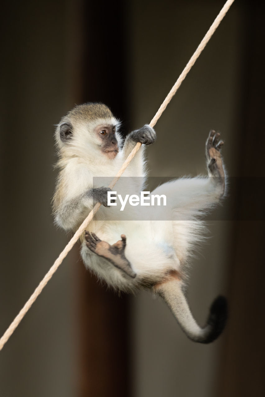 Vervet monkey almost falls off tent rope