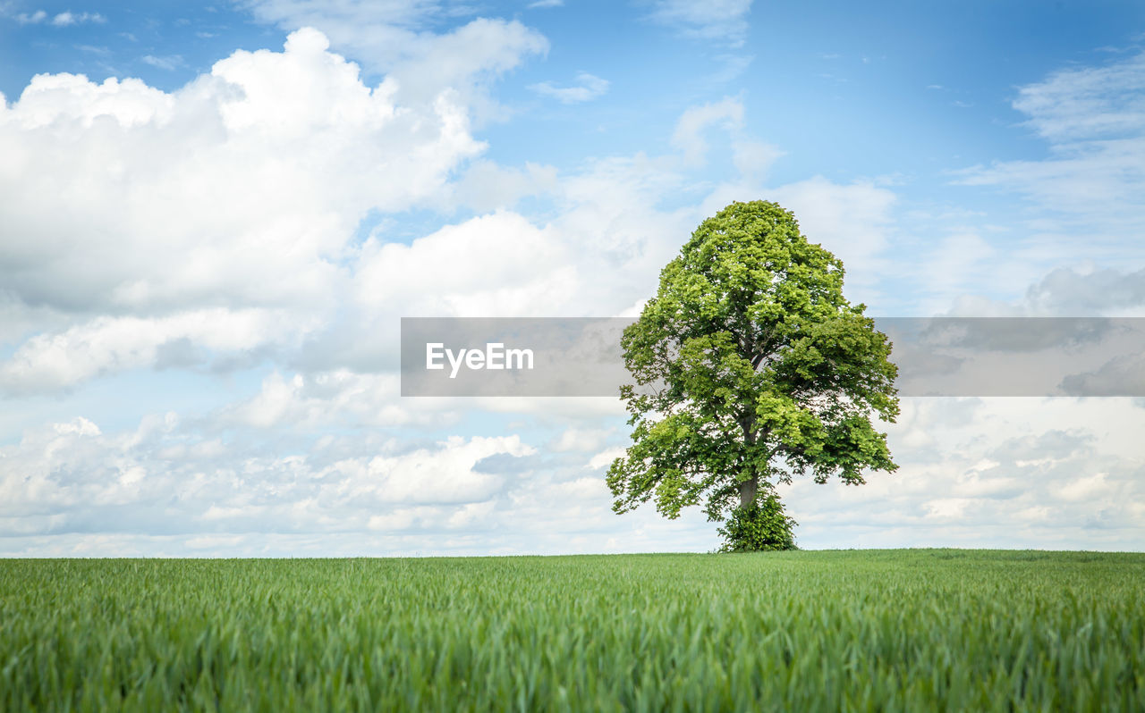 SCENIC VIEW OF FARM AGAINST SKY