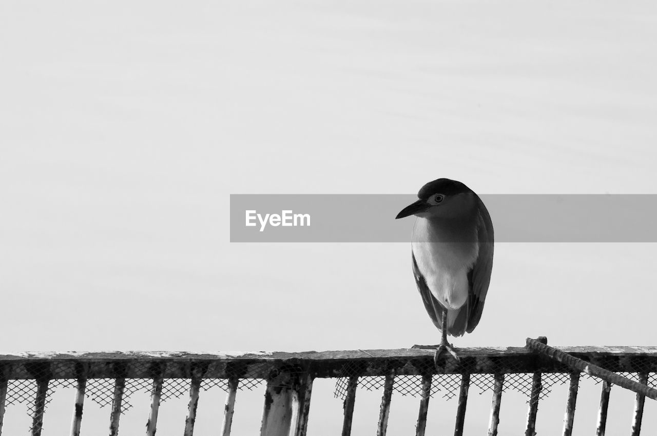 Seagull perching on wooden post in lake against clear sky