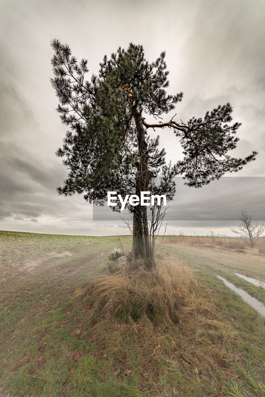 Tree on field against sky