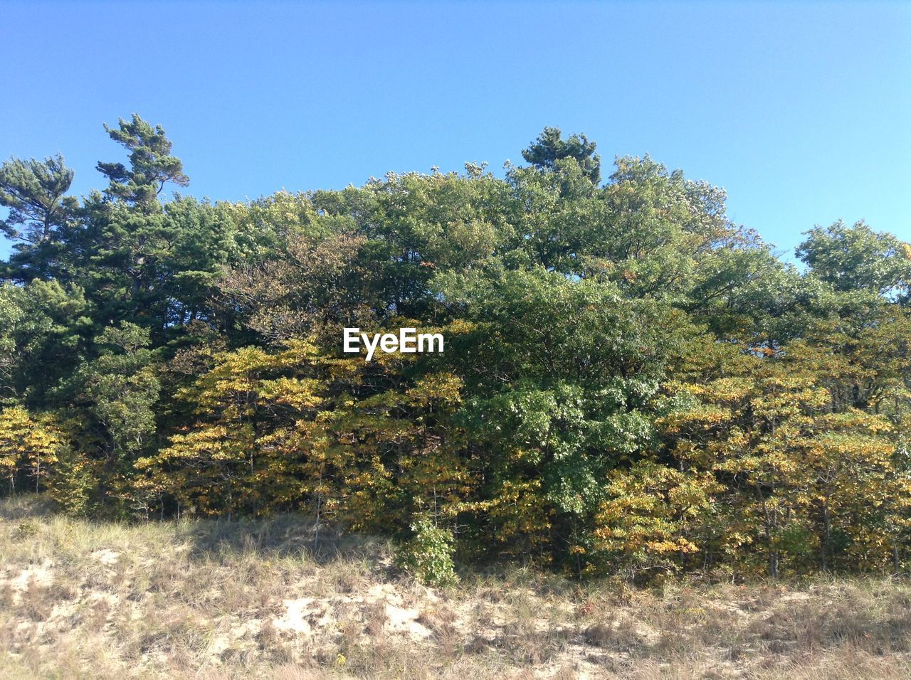 TREES ON FIELD AGAINST CLEAR SKY