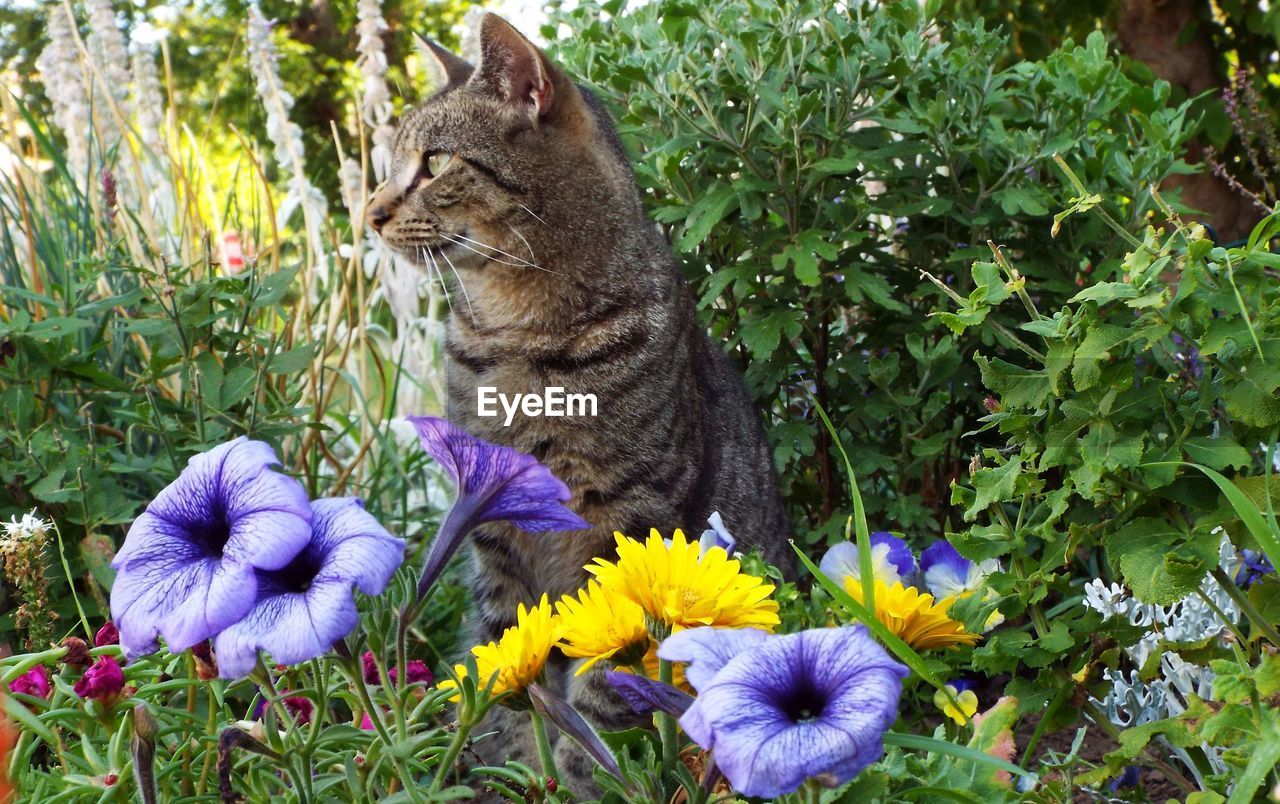 View of cat sitting with flowers in foreground