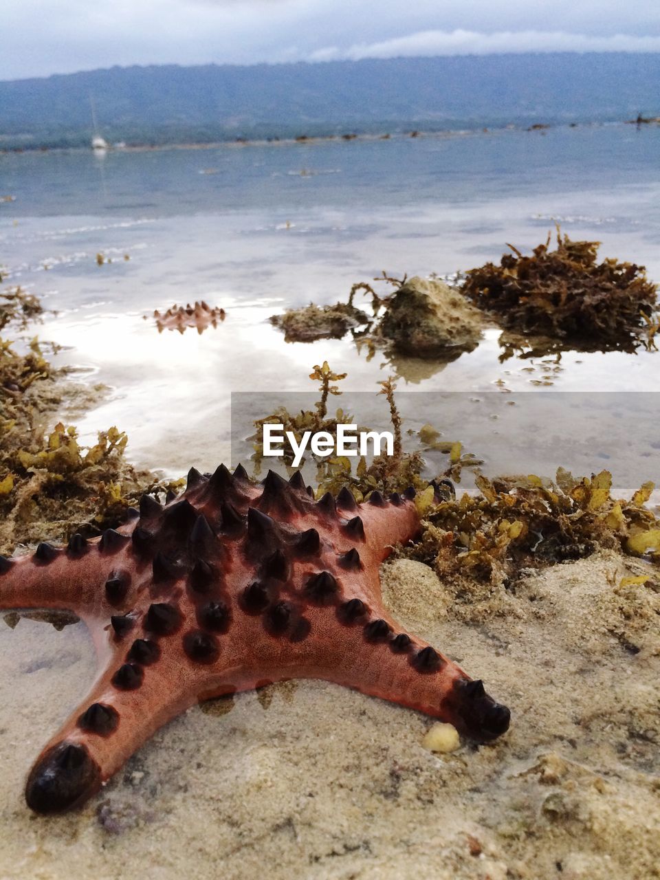 High angle view of starfish at sea shore