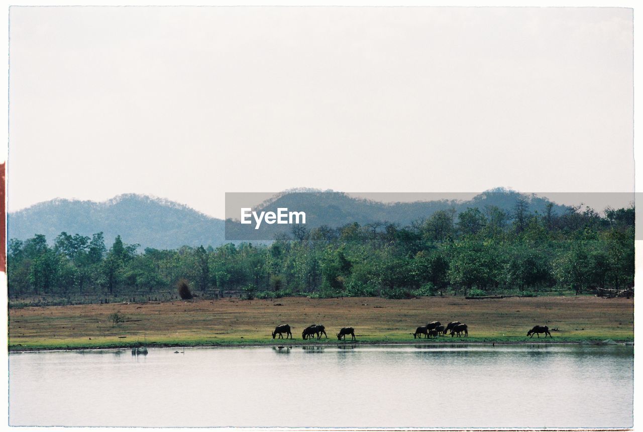 HORSES ON FIELD BY RIVER AGAINST SKY