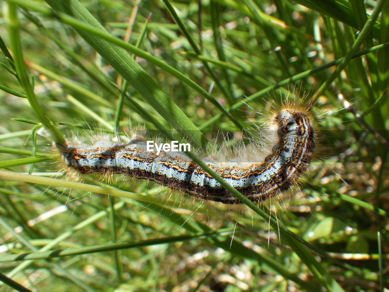 CLOSE-UP OF CATERPILLAR ON LEAF