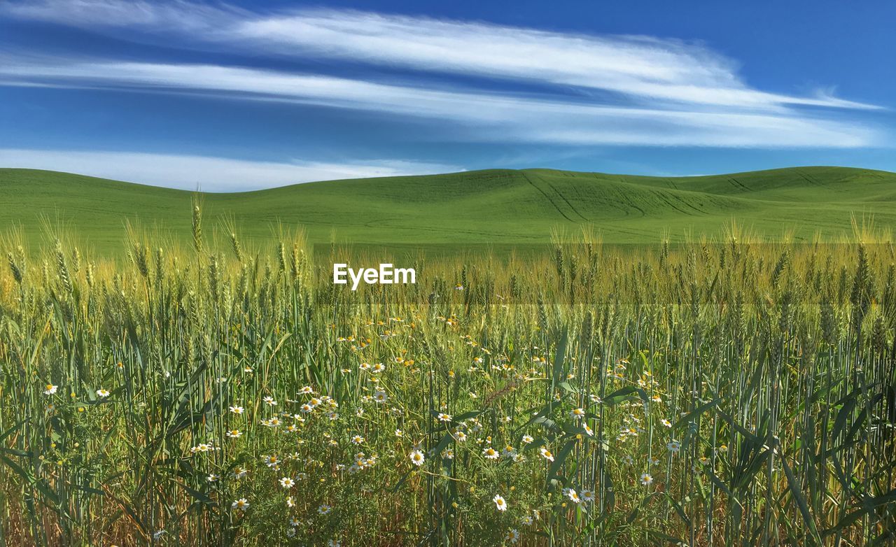 Wildflowers in field against cloudy sky