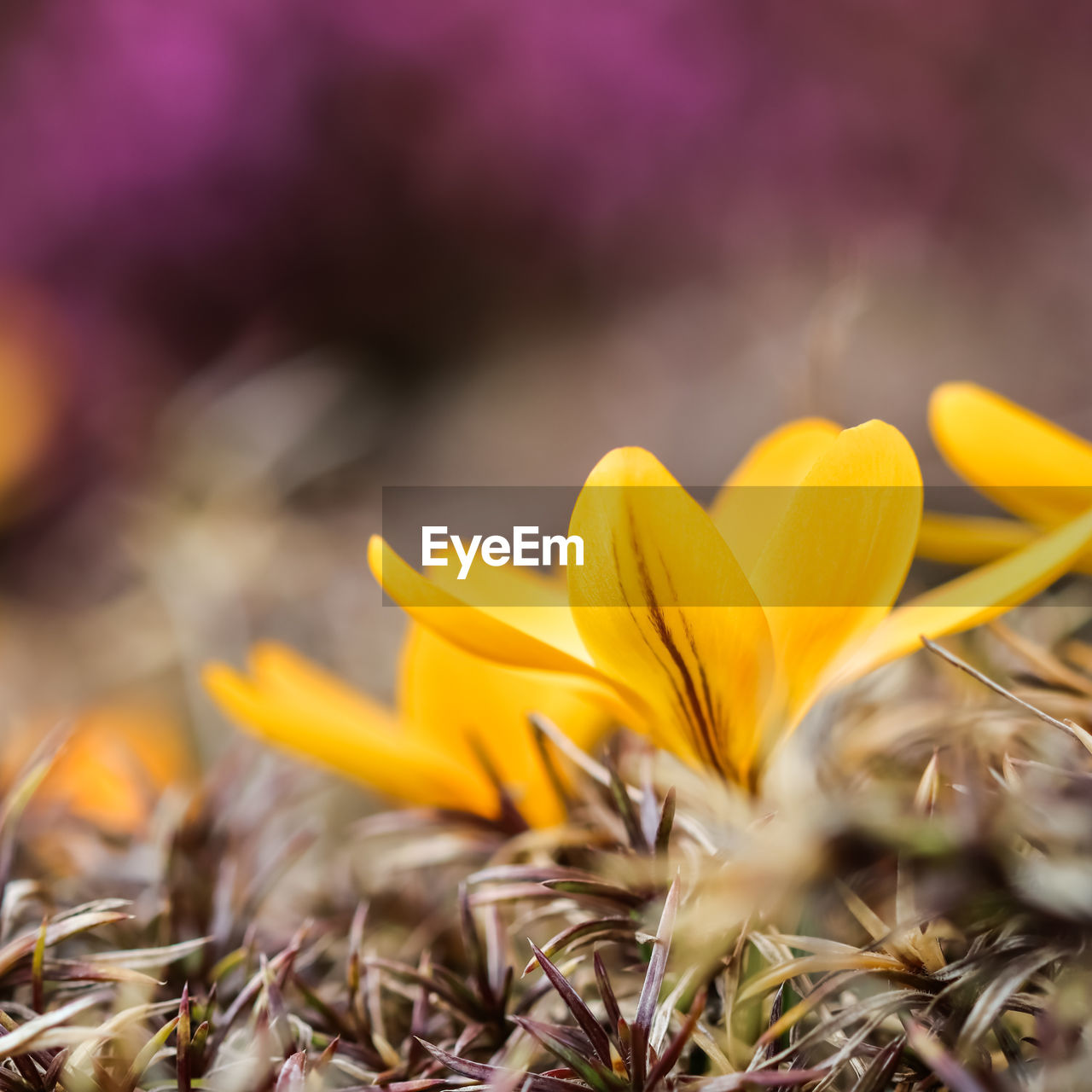 close-up of yellow flowering plant