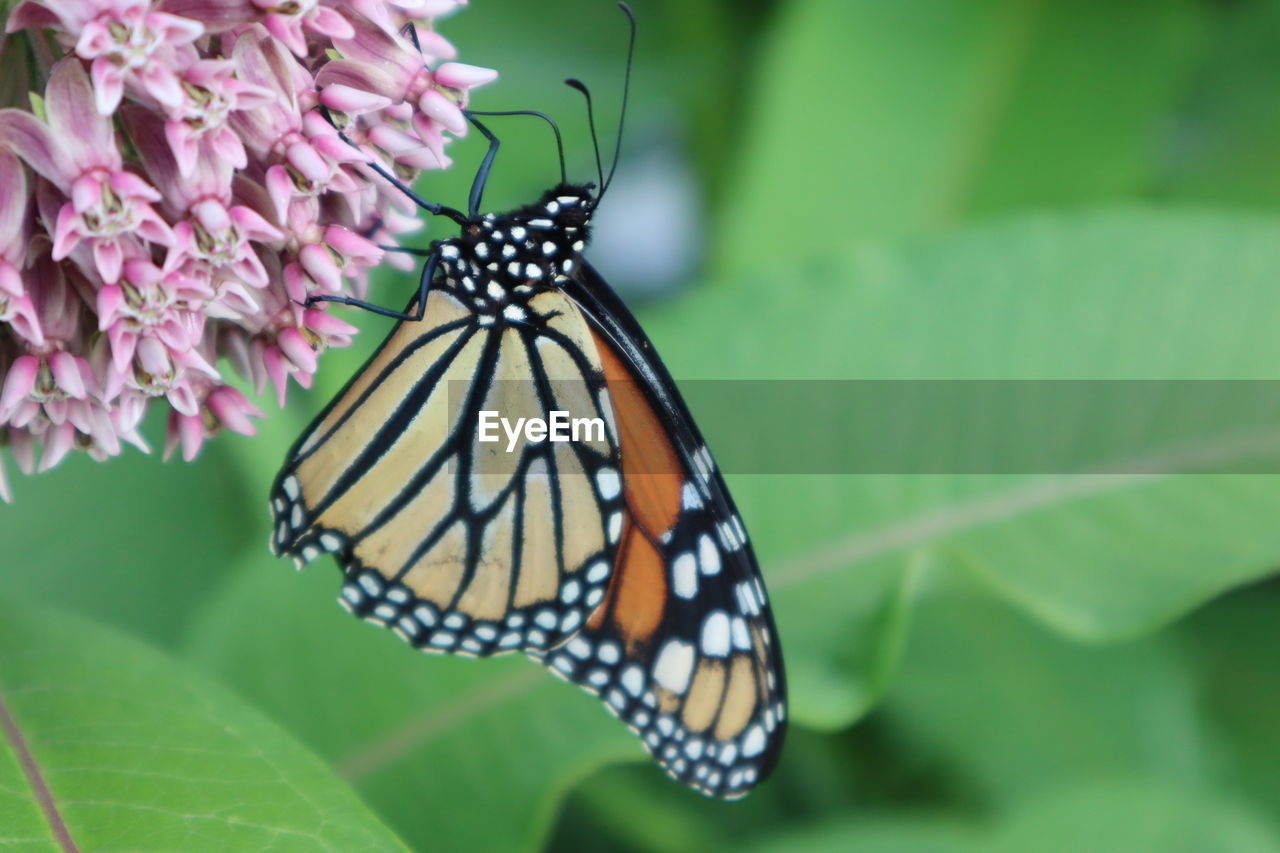 BUTTERFLY POLLINATING FLOWER