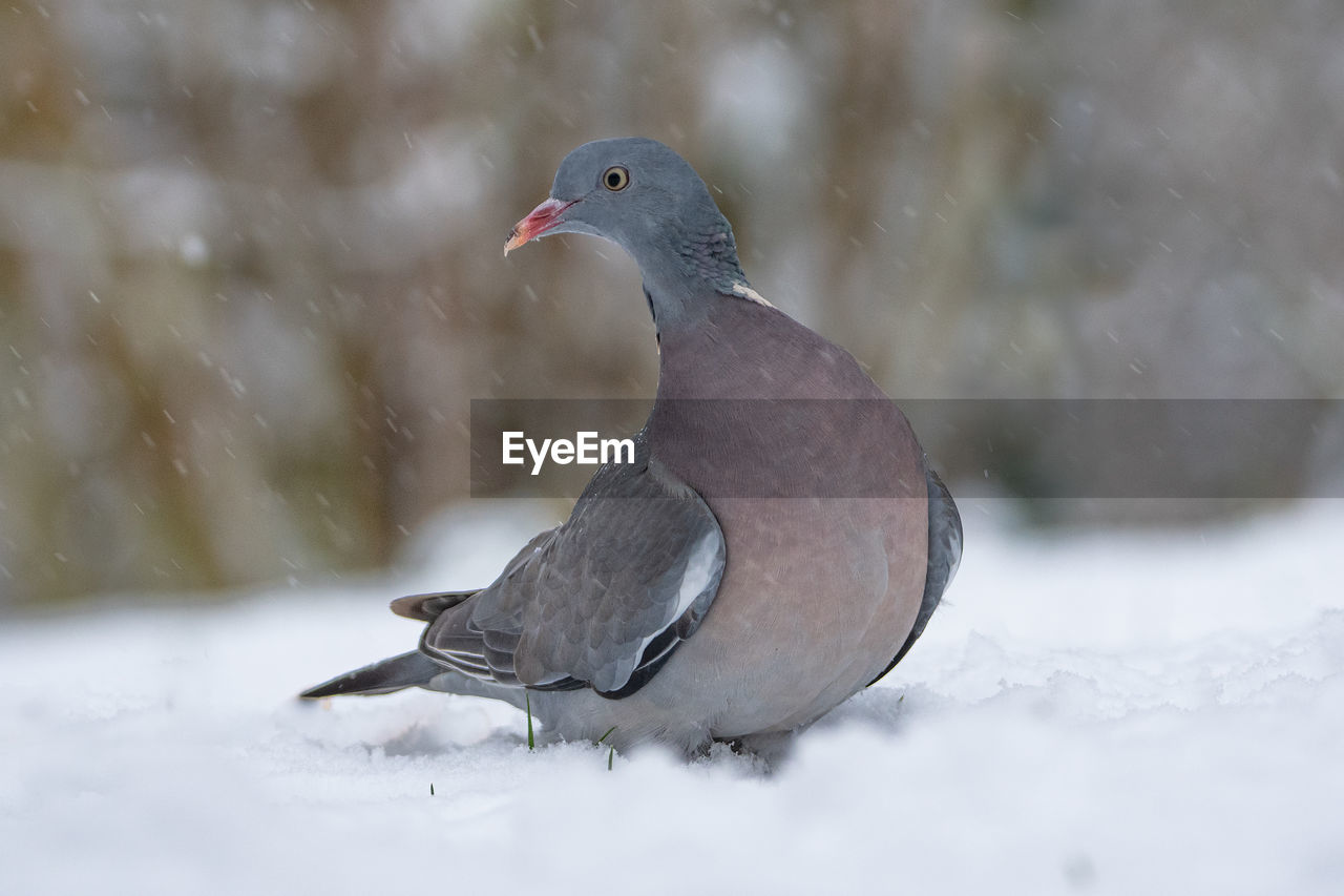 CLOSE-UP OF BIRDS IN SNOW