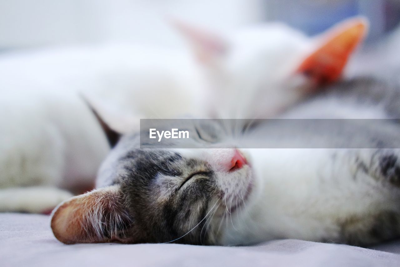 Close-up of cat sleeping on bed