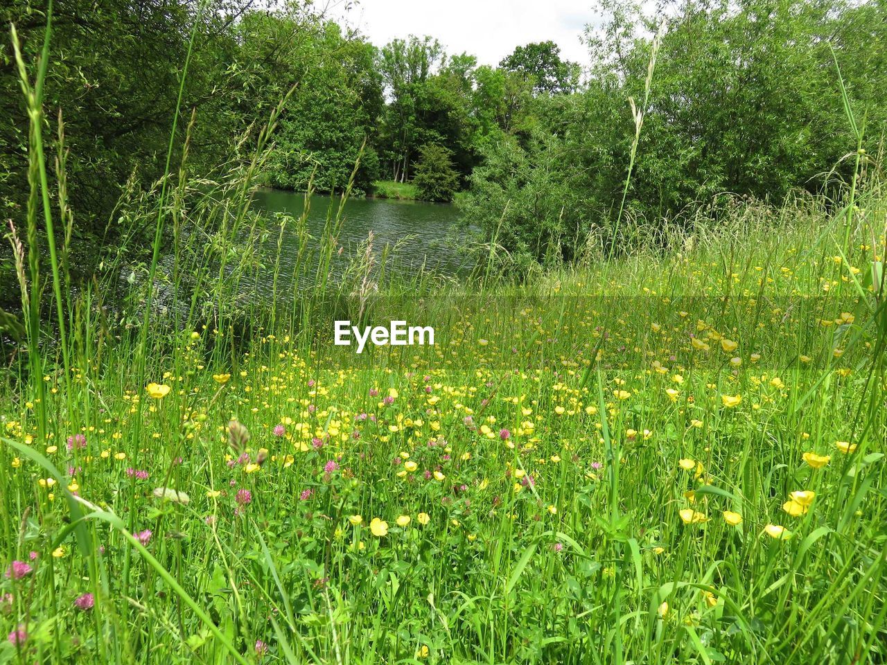 TREES GROWING ON GRASSY FIELD