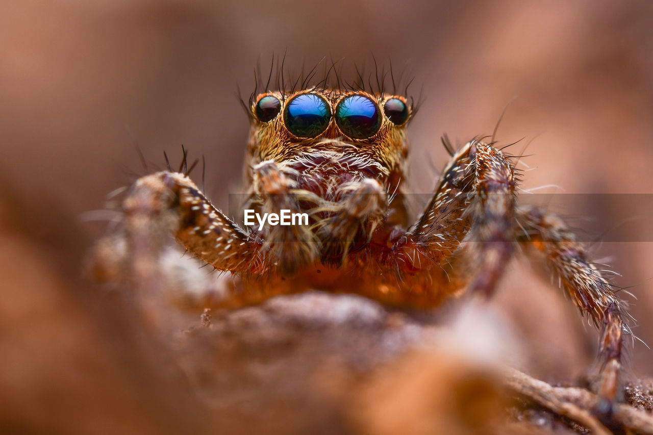 The beautiful eyes of the jumping spider 