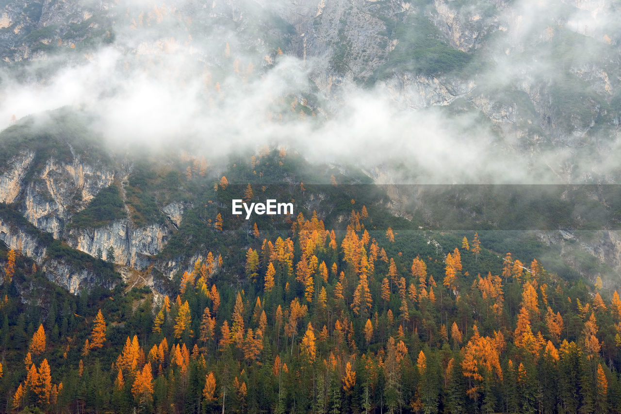 Scenic view of forest during autumn