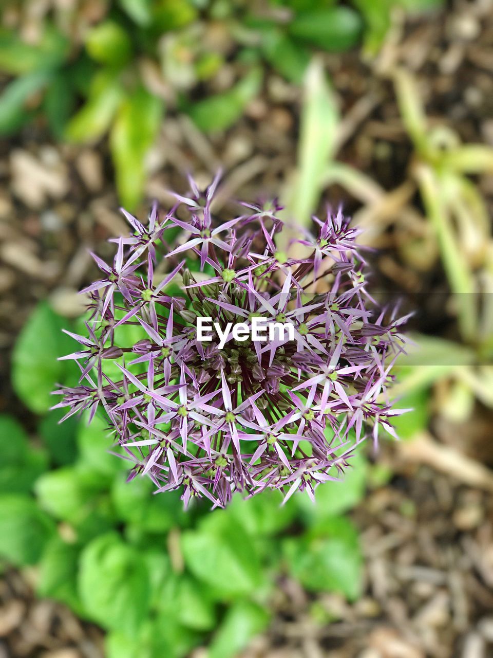 CLOSE-UP OF PURPLE FLOWER IN FIELD